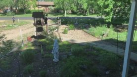 Bird Feeder Live Stream Test … Can I Live Stream?