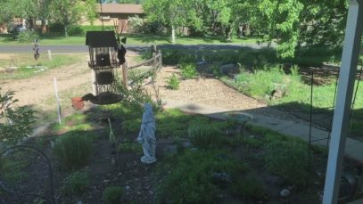 Bird Feeder Live Stream Test … Can I Live Stream?