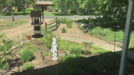 Bird Feeder Live Stream Test … Can I Live Stream?