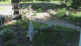 Bird Feeder Live Stream Test … How Long Can I Live Stream?